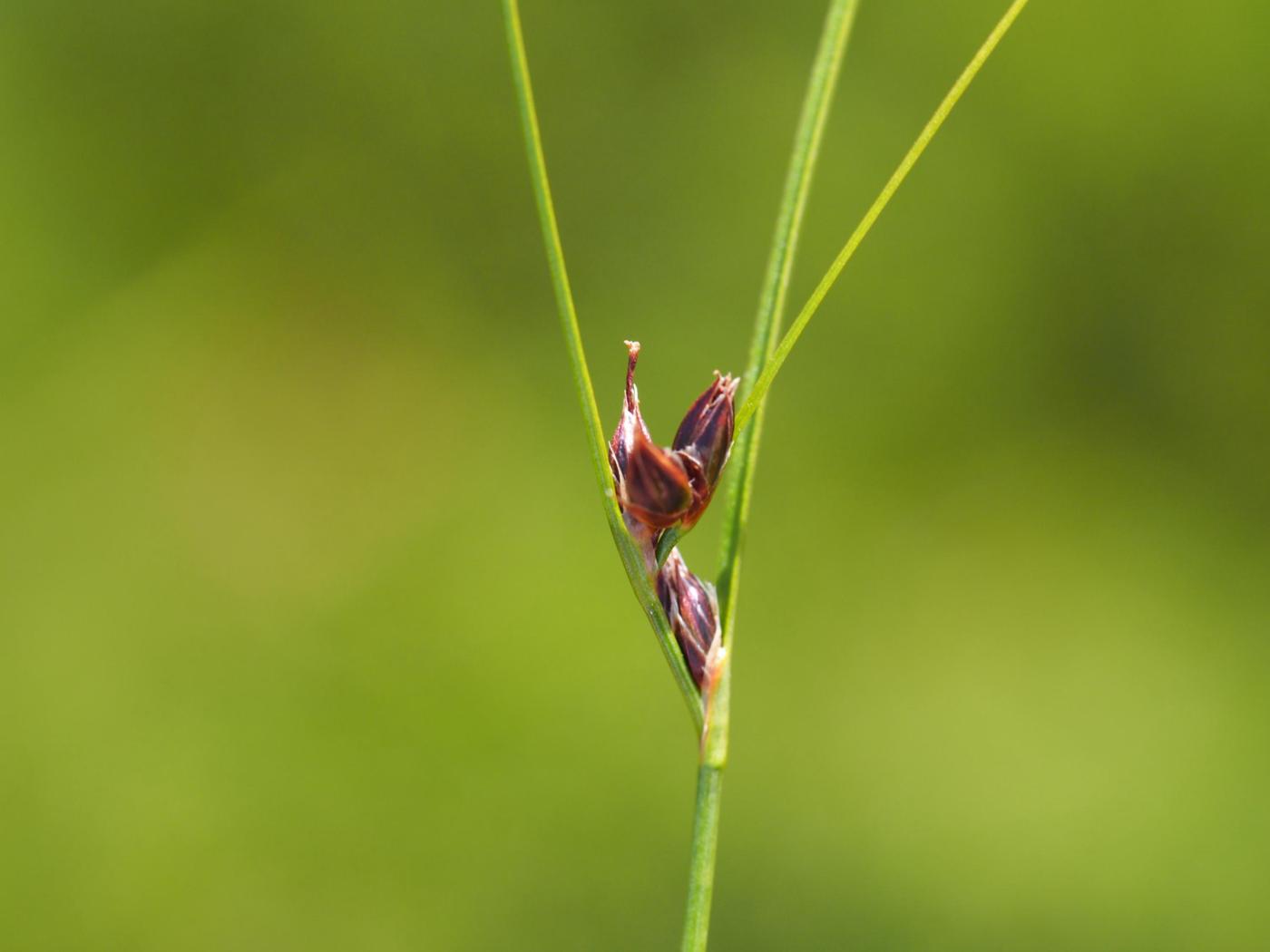 Rush, Three-leaved fruit